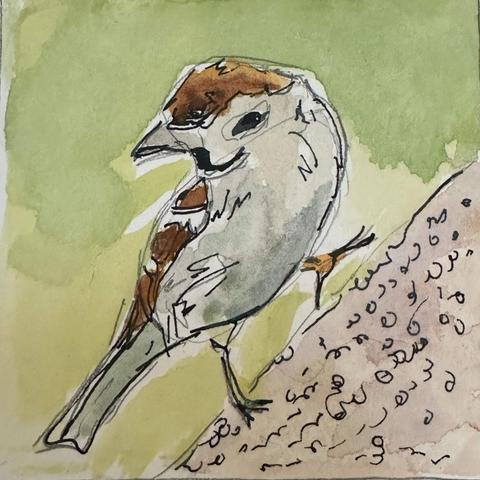 A small sparrow walking up a slanted tree stump while looking over its shoulder.