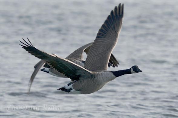 Zwei Kanadagänse fliegen nebeneinander übers glatte Meer