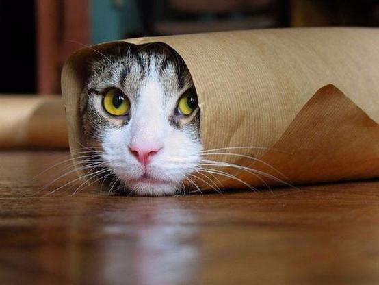 A cat with wide, curious eyes peeks out from inside a roll of brown paper, lying on a wooden floor. Its head is partially wrapped in the paper, creating a playful and cozy look.
