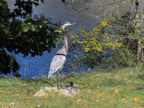 A Great Blue Heron standing upon a weathered tree stump surrounded by green grass and colorful fallen leaves. In the background is an area of rippling blue water framed by tree leaves and branches. The heron is a tall, slender wading bird with long neck and legs, mostly gray in color when in bright sunlight. Its dagger-like bill is mostly orange.