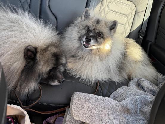 Two fluffy Keeshond dogs are resting in a car seat. One dog is lying down, while the other is sitting and looking at the camera, both have light-colored fur. A gray sweater and some personal items are visible in the foreground.
