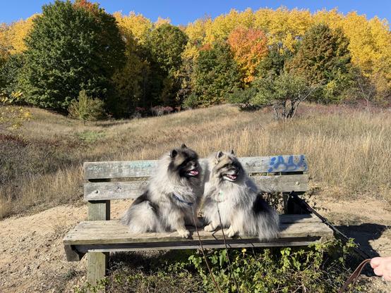 Two fluffy Keeshond dogs sitting on a wooden bench in a scenic outdoor setting with autumn foliage in the background. The landscape features colorful trees and grassy areas under a clear blue sky.
