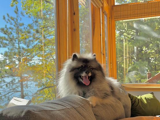 A fluffy Keeshond dog lounging on the back of a couch near large windows, with vibrant fall foliage visible outside. Sunlight streams in, creating a warm and inviting atmosphere.