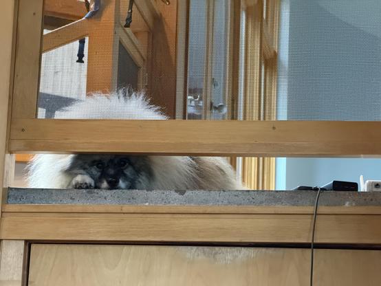 A fluffy Keeshond dog with a gray and white coat is resting its chin on a landing, looking curiously through a wooden and screen partition reviewing her subjects below. Background elements include wooden frame windows and doorways.