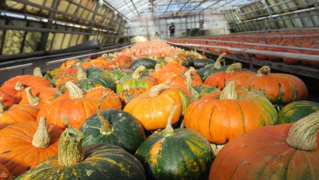 Foto von orangen und grünen Kürbise, die den Boden bedecken