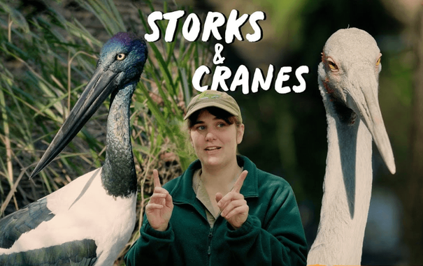 A zookeeper in a green uniform and cap stands between two large wetland birds, with white text reading "STORKS & CRANES" overlaid on the image.
