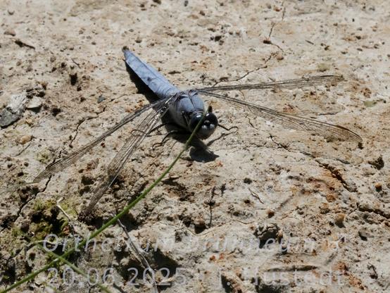 Eine mittelgroße, blaue Libelle mit abgeflachtem Hinterleib sitzt in der prallen Sonne auf trockenem Lehm. Ihr ganzer Körper ist hellblau bereift, auch die Stirn (Frons) ist blau. Die großen Komplexaugen sind dunkelblau. Sie hält ihre transparenten Flügel nach schräg vorn-unten ausgebreitet. Von unten links ragt ein grüner Binsenhalm ins Bild bis vor das rechte Auge der Libelle