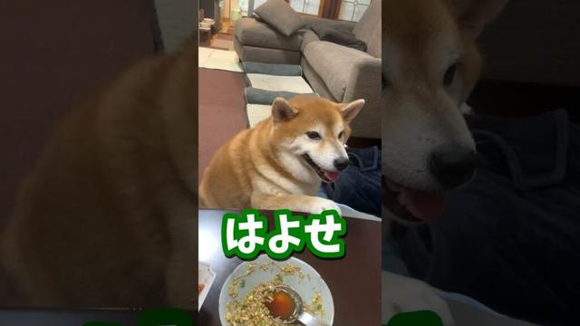 2分後…おねだり上手な柴犬が突如豹変する瞬間 #shibadog #柴犬 #sibainu  #犬のいる生活 #shorts
