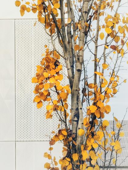Eine schlanke Zitterpappel mit gelben Blättern im Herbstlicht steht vor einer weißen Fassade mit regelmäßig angeordneten schwarzen Punkten. Kontrast zwischen Natur und moderner Architektur.