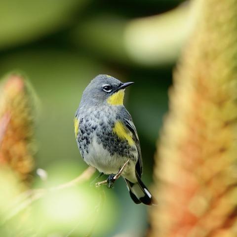 A Yellow-rumped warbler is perched on a branch near aloe plants