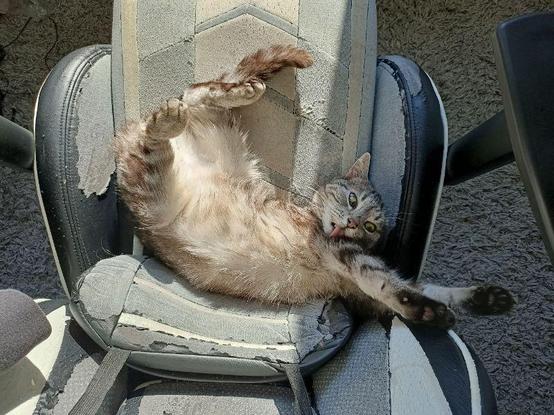 A cat is lying stretched out on a worn, scratched office chair. The chair's upholstery is visibly damaged. Sunlight highlights the cat's fur as it twists its body, with one paw reaching out and its mouth open in an expression that resembles a playful yawn or meow. The background includes a textured carpet and the edge of a table.