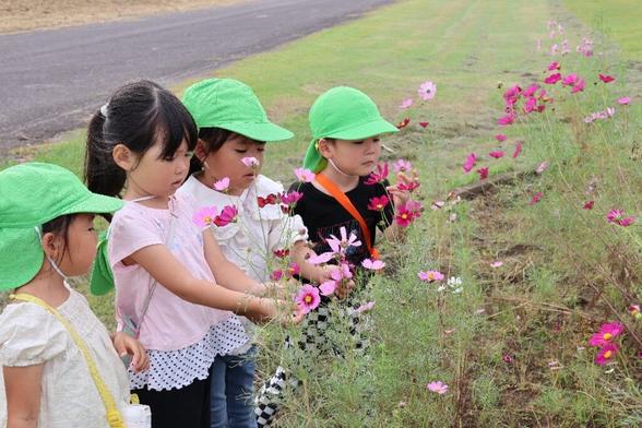 大分市の大野川河川敷で26日「コスモスまつり」　地域住民らが育てた20万本満開 - 大分のニュースなら 大分合同新聞プレミアムオンライン Gate