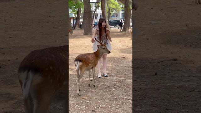 最高の奈良体験！🦌 鹿にせんべいをあげて日本文化を満喫❤️