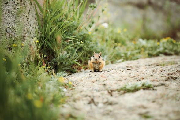 A photo of a squirrel nibbling on some food.

Sony A1 ii, Sony 70-200mm f/2.8 GM ii - 1/200s, f/3.2, ISO125