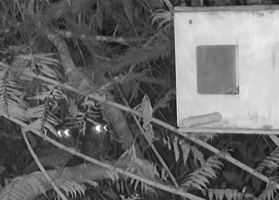 Night vision (infrared) screen grab of 2 ruru sitting on a branch in a bush setting and both looking cheekily towards a large nest box mounted on a tree to the right. Their eyes are reflecting the light which makes it appear somewhat comical