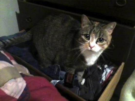 A tabby cat with white markings is sitting inside an open drawer filled with clothes. The cat is looking up towards the camera. The drawer is part of a wooden dresser, and part of a colorful quilted blanket is visible in the foreground.