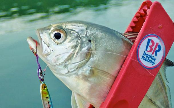 秋の的矢湾ライトゲームで6魚種キャッチ！【三重】メッキ・カマス・アオヤガラ登場