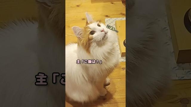 今朝のお返事 #shorts #メインクーン #猫 #鳴き声 #cat #mainecoon #catlover​  #catshorts​ #cute​ #cutecat​ #fyp​