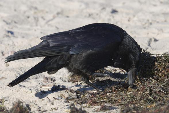 Eine Rabenkrähe (Corvus corone) pickt in einem am Strand liegenden Tangbüdel herum.
Das Gefieder des Vogels ist komplett schwarz und besitzt einen matten metallischen Glanz.
Die Beine und der Schnabel sind schieferfarben.