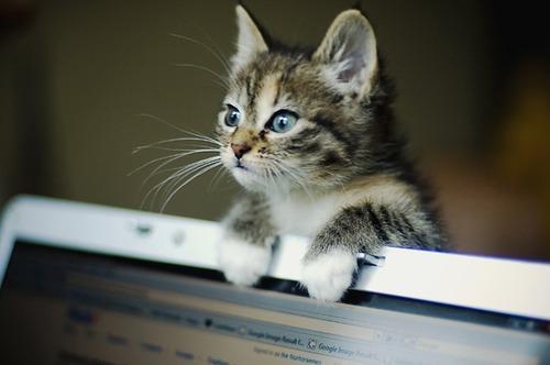A small kitten with striped fur and wide eyes is perched on the top edge of a laptop screen. Its front paws are hanging over the screen, and it appears to be looking intently at something in front of it.