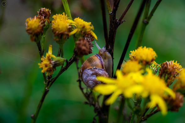 Snail climbing up stem between yellow flowers