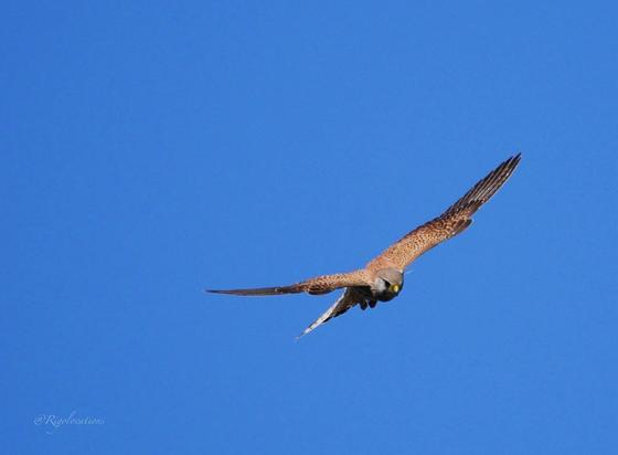 Un faucon crécerelle en train de planer dans un ciel entièrement bleu. Il est de trois-quarts face vers la droite de l’image.