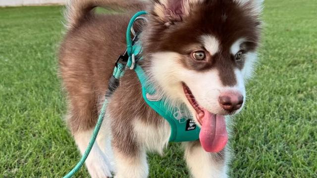 芝生デビューの子犬に密着してみた。