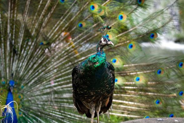 Female peacock and a mail peacock in the background