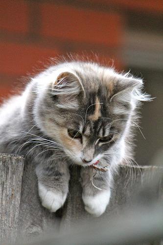 A fluffy gray and white kitten with distinct facial markings is perched on a wooden fence, looking downward. The background is blurred, highlighting the kitten's focus.
