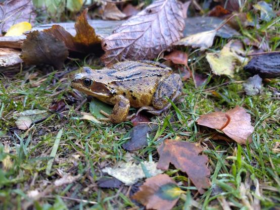 A common frog on short grass among browned leaf litter. It has green and brown skin that looks moist and big eyes