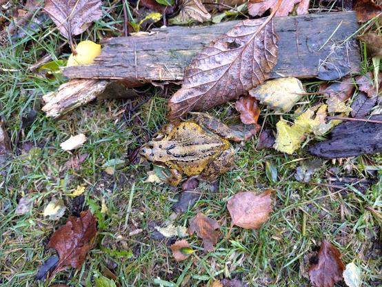 Looking down on the glistening pebble of a frog, it is beside lots of fallen leaves and a bit of broken wood.