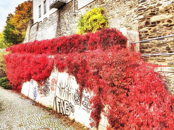 Roter Wein an der Stadtmauer in Plauen. Darunter Graffiti, darüber ein Klecks grüner Pflanzen.