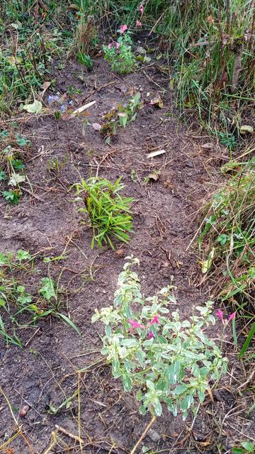 Vue sur une sauge avec un feuillage vert et blanc. D'autres plantations autour