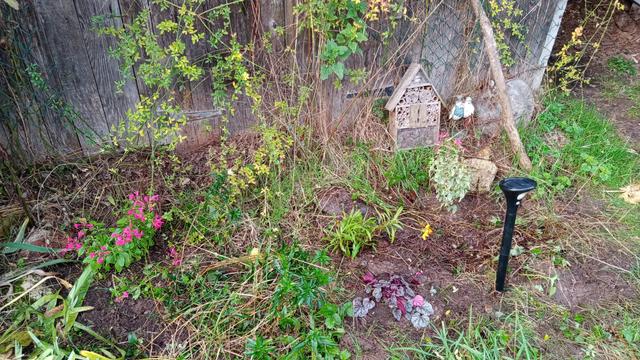 Vue de face du parterre. Il y a aussi une heuchère violette devant