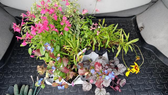 Les plantes toutes ensemble, dans le coffre de la voiture