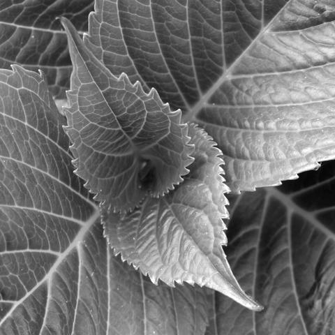 Heart of mint, very beautiful leaves, very graphic, very tidy: very satisfying for manic photographers. (Version françæ) Cœur de menthe, très bæls feuilles, très graphiques, très bien rangæs: très satisfaisanx pour photographes maniaques.