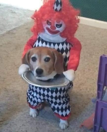 Evil clown costume worn by beagle, which appears to show the dog's head on a tray.