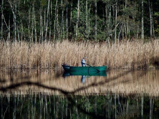 A man rowing a boat in front of dry reeds