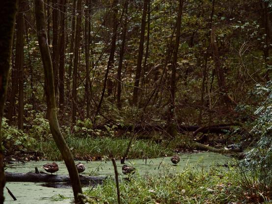 Ducks on a quiet pond with green algae growth