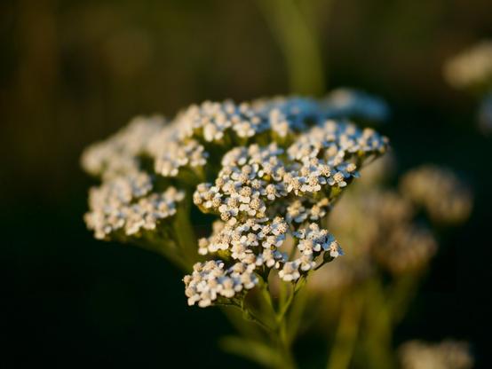 A detail of tiny little flowers