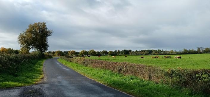 La route passe à côté d'un pré avec des vaches