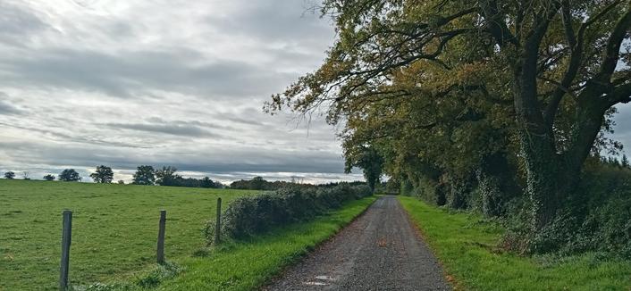 À chemin passe entre des arbres et un pré clôturé