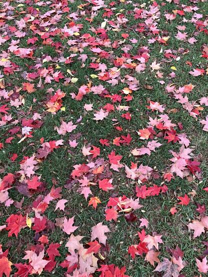 Red leaves scattered over green grass looking like a textured carpet.