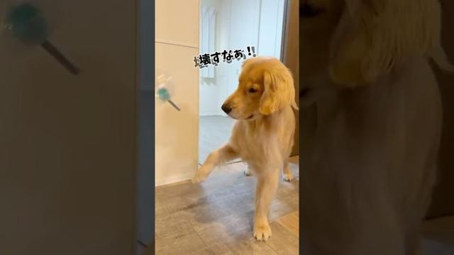 びよんびよんしててかわいい #大型犬 #ゴールデンレトリバー