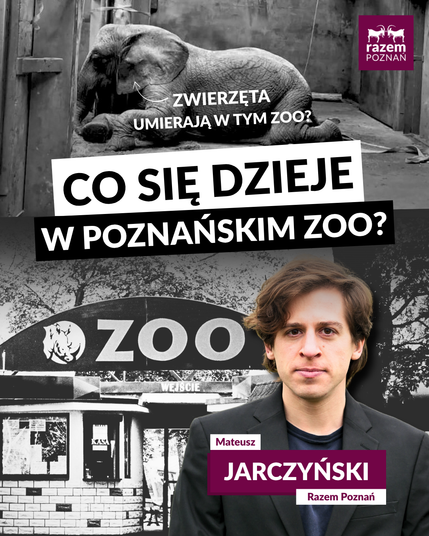 Grafika dotycząca sytuacji w poznańskim zoo. W górnej części czarno-białe zdjęcie leżącego słonia w boksie z napisem: „Zwierzęta umierają w tym zoo?”. Poniżej duży napis: „Co się dzieje w poznańskim zoo?”. Na dole znajduje się czarno-białe zdjęcie wejścia do zoo oraz móje wycięte zdjęcie popiersie z podpisem: „Mateusz Jarczyński, Razem Poznań”. W prawym górnym rogu znajduje sie logo Razem Poznań.