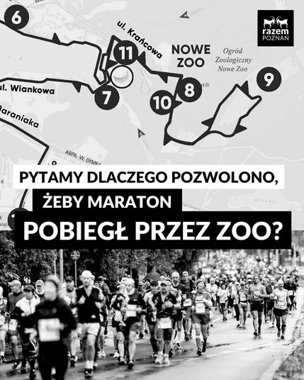 Grafika dotycząca przebiegu maratonu przez teren zoo w Poznaniu. W górnej części widać mapę z trasą biegu, która prowadzi przez teren Nowego Zoo. Na mapie zaznaczone są punkty z liczbą kilometrów 6–11 oraz napisy „ul. Krańcowa”, „ul. Wiankowa” i „Ogród Zoologiczny Nowe Zoo”. Poniżej znajduje się czarno-białe zdjęcie grupy biegaczy uczestniczących w maratonie. Na środku duży napis: „Pytamy, dlaczego pozwolono, żeby maraton pobiegł przez zoo?”. W prawym górnym rogu znajduje sie logo Razem Poznań.