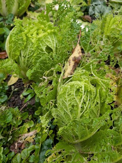 Chinakohl im Beet mit deutlichen Fraßspuren von Schnecken und Raupen, zwischen grünen Bodendeckern und Herbstlaub. Foto by Johann Seidl, Gartenpoet