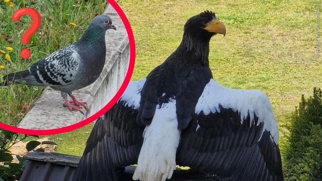 Der Riesenadler „Alaska“ vom Harzfalkenhof in Bad Sachsa und eine Taube. (Foto: IMAGO, IMAGO / Michael Gstettenbauer)