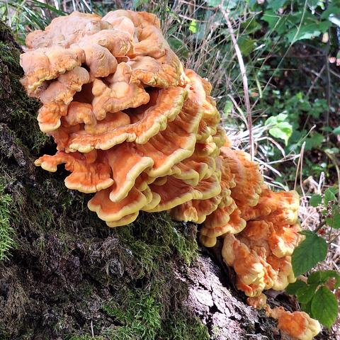 Diagonale Aufteilung des Bildes.
Links unten ein bemooster Baumstamm.
Rechts oben Blätter und Stängel vom Unterholz.
In der Mitte ein 'Gemeiner Schwefelporling'(Laetiporus sulphureus), der aus einem Baumstamm herauswächst. Die Hüte sind flächenartig ausgebreitet und leuchten orange mit schwefelgelben Rändern.