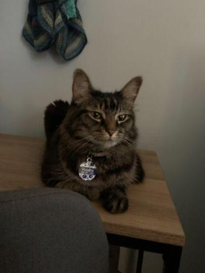 A fluffy tabby cat is sitting on a wooden table, looking directly at the camera. The cat wears a collar with a tag. A colorful fabric is draped over the edge of a surface in the background.